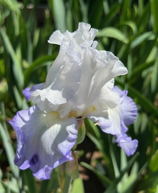 Pacific Cloud TB Iris (Lauer 1997)