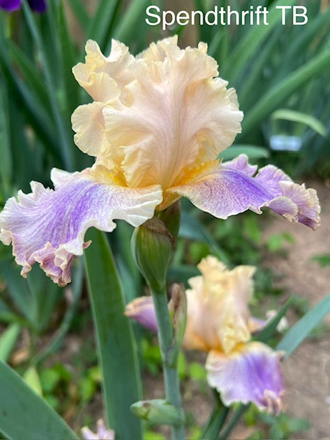 Spendthrift TB Iris (Keppel 2011)