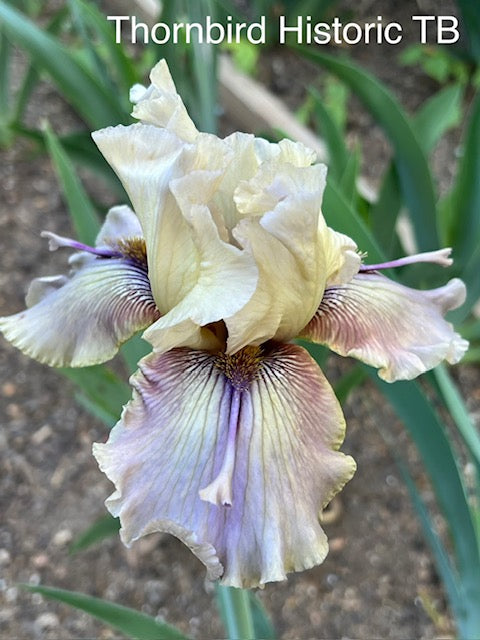 Thornbird TB Iris (Byers 1988)