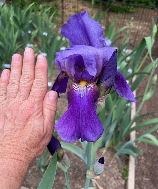 William A. Setchell TB Historic Iris (Brehm 1938)