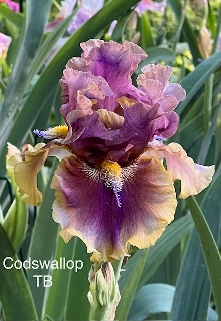Codswallop TB Iris (Burseen 2020)