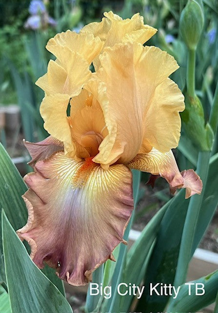 Big City Kitty TB Iris (Burseen 2015)