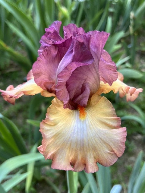 Sunday Afternoon TB Iris (Lauer 2019)