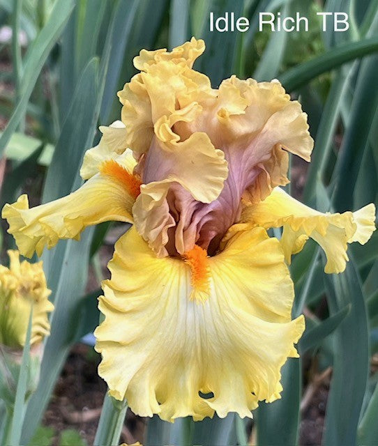 Idle Rich TB Iris (Keppel 2015)