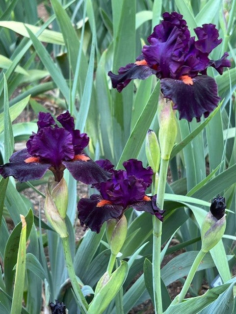 Black Comedy ITB Iris (Black 2017)