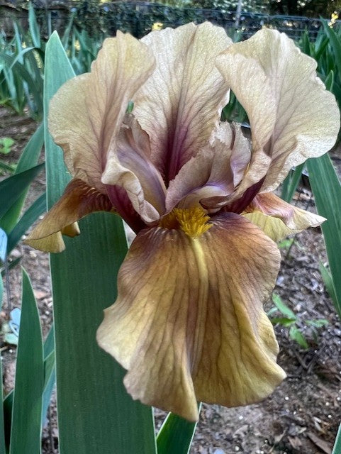 Shampoo IB Iris (Messick 1977)