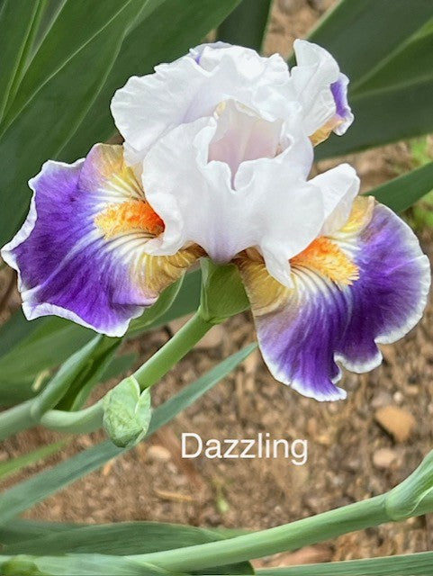 Dazzling IB Iris (Black 2008)