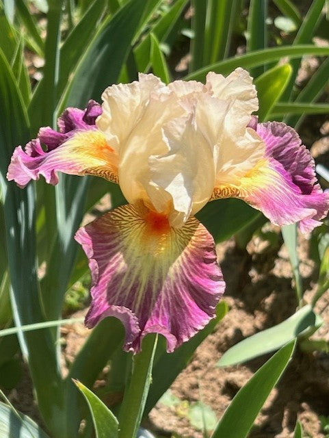 Cerf Volant TB Iris (Cayeux 2002)