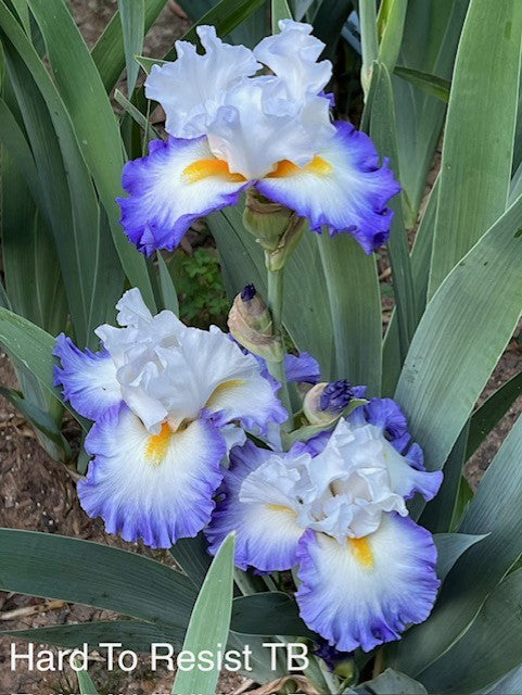 Hard To Resist TB Iris (Johnson 2016)