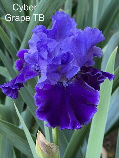 Cyber Grape TB Iris (Schreiner 2016)