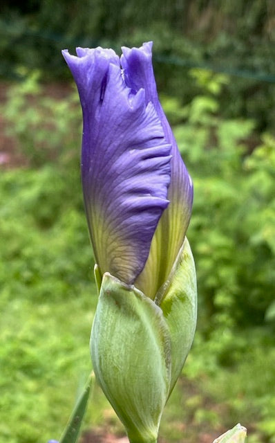Crashing Whitecaps TB Iris (Black 2020)