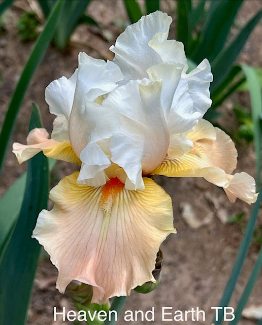Heaven and Earth TB Iris (Lauer, 2004)