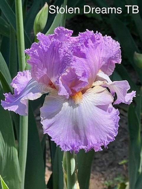 Stolen Dreams TB Iris (Hager 1989)