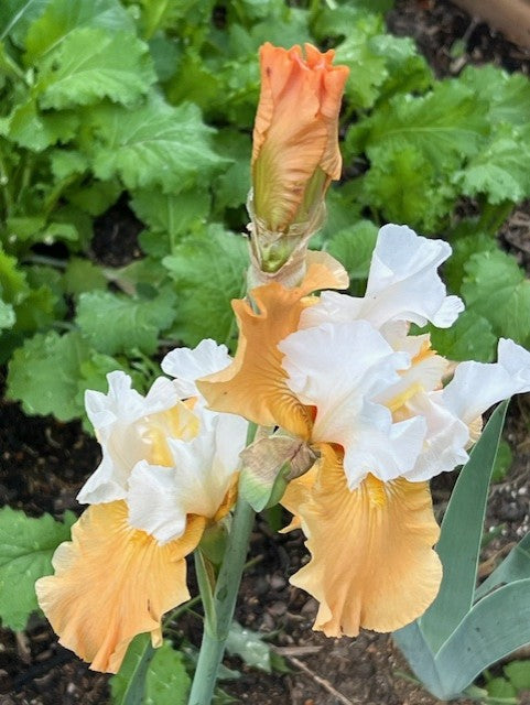 Pumpkin Cheesecake TB Iris (Niswonger 1995)