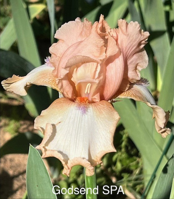 Godsend TB Space Age Iris (Byers 1988)