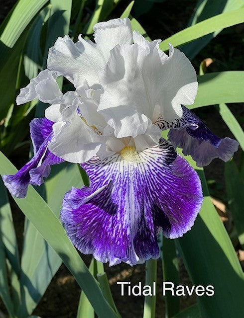Tidal Raves TB Iris (Schreiner 2014)