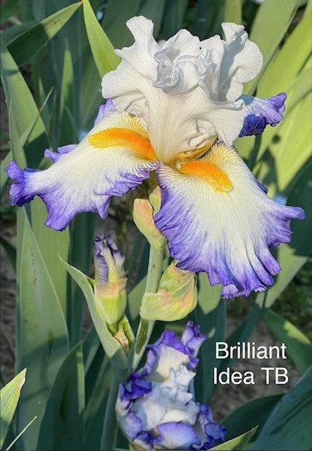 Brilliant Idea TB Iris (Keppel 2008)