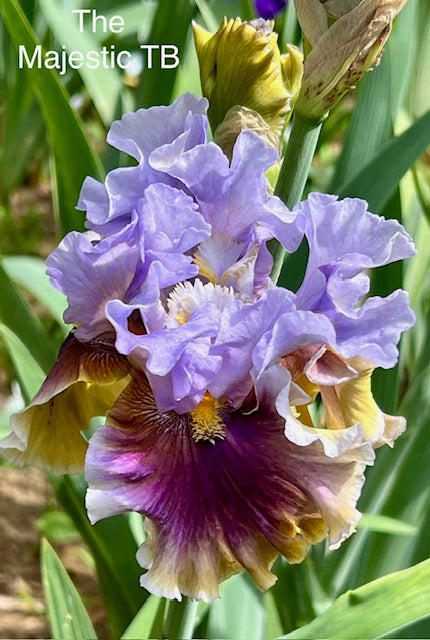 The Majestic TB Iris (Mego 2016)