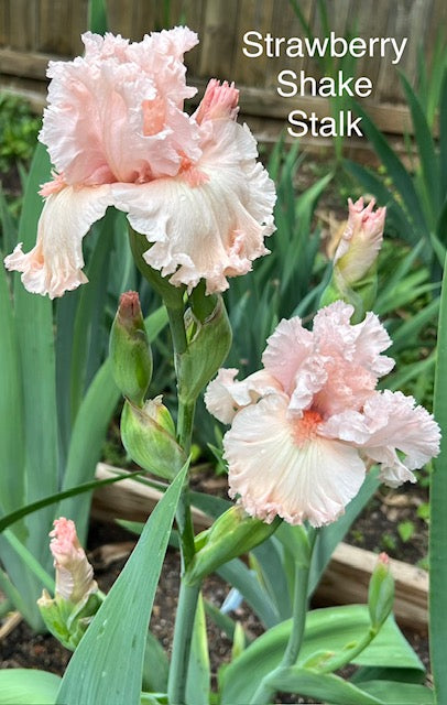 Strawberry Shake TB Iris (Keppel 2011)
