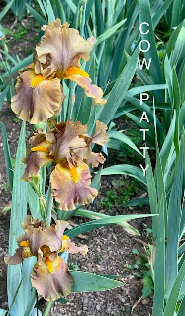 Cow Patty TB Iris (Burseen 2013)