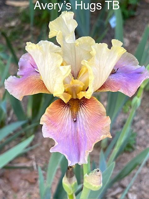 Avery's Hugs TB Space Age Iris (Deaton 2010)