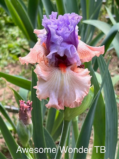Awesome Wonder TB Iris (Johnson 2020)