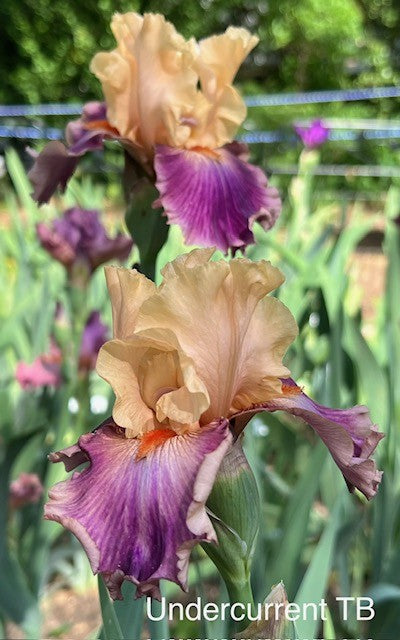 Undercurrent TB Iris (Keppel 2003)