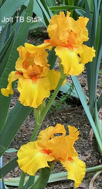 Jolt TB Iris (Weiler 1988)