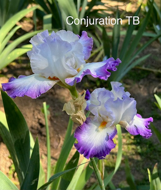Conjuration TB Iris (Byers 1988)