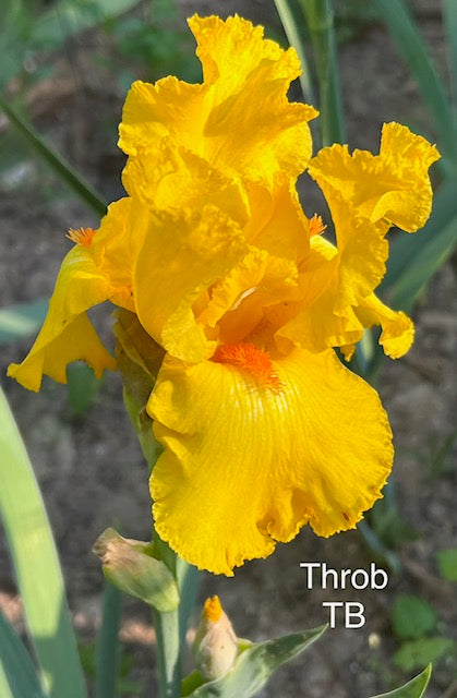 Throb TB iris (Weiler 1990)