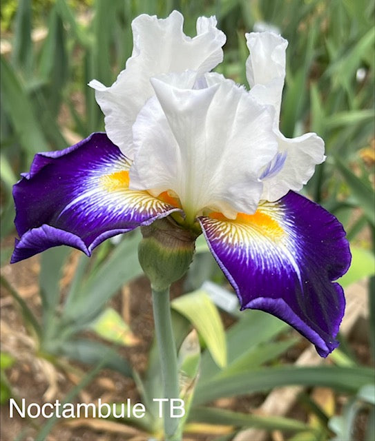 Noctambule TB Iris (Cayeux 2005)