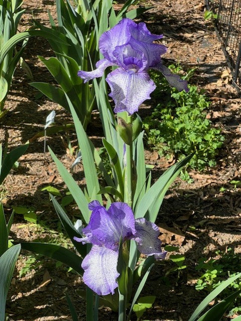Crazy Horse TB Iris (Hedgecock 1990)