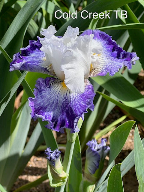 Cold Creek TB Iris (Sutton 2010)