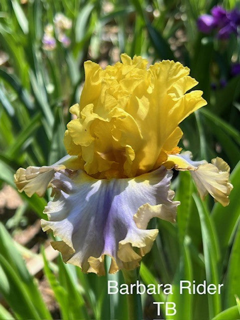 Barbara Rider TB Iris (Johnson 2015)