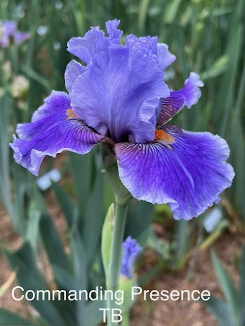 Commanding Presence TB Iris (Black 2013)