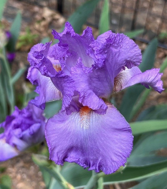 Tiburon TB Historical Iris (Gaulter 1971)