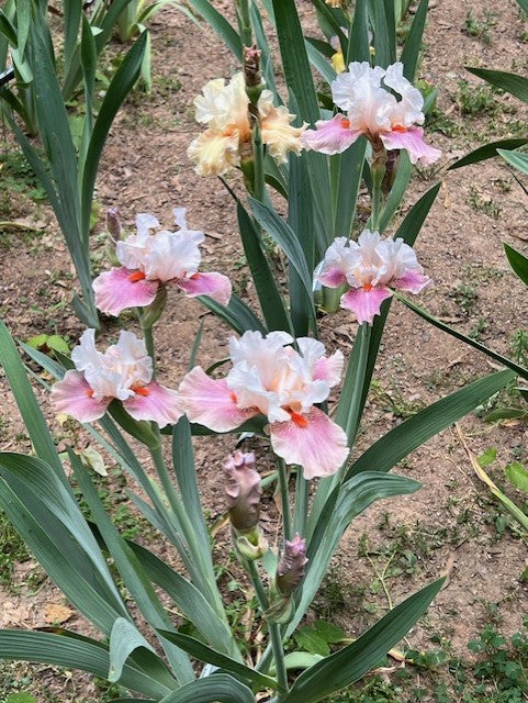 Chinese Treasure TB Iris (Blyth 1981)