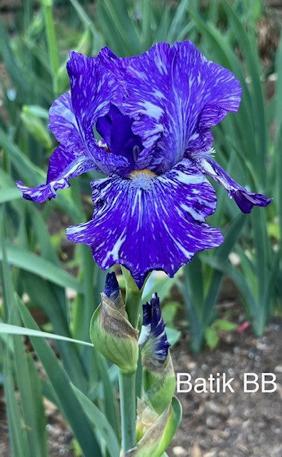 Batik BB Iris (Ensminger 1985)