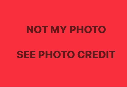 Aaron's Dream TB Iris (Sutton 1994)