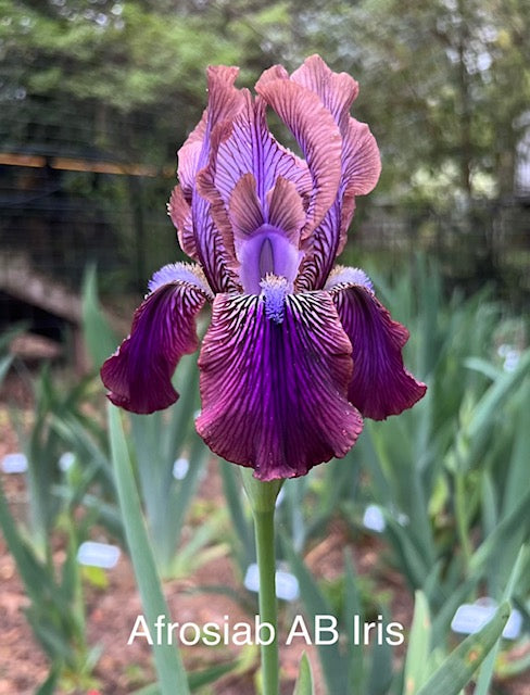 Afrosiab Aril Bred Iris (Adolf Volfovich-Moler, R. 1998)