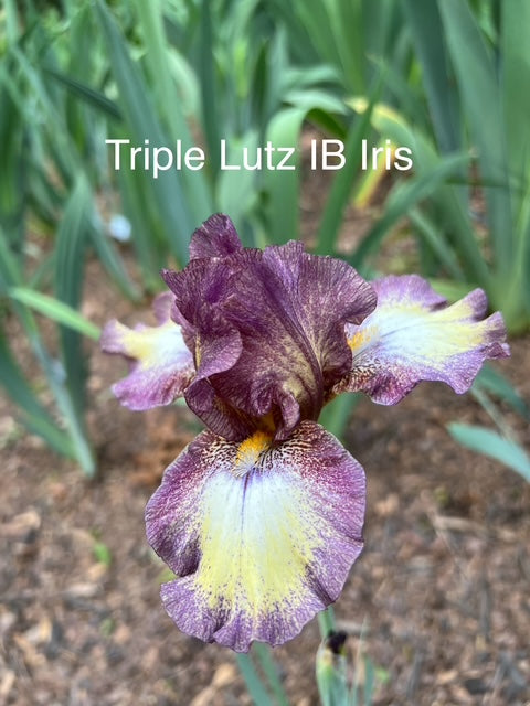 Triple Lutz IB Iris (Ritchie 2012)