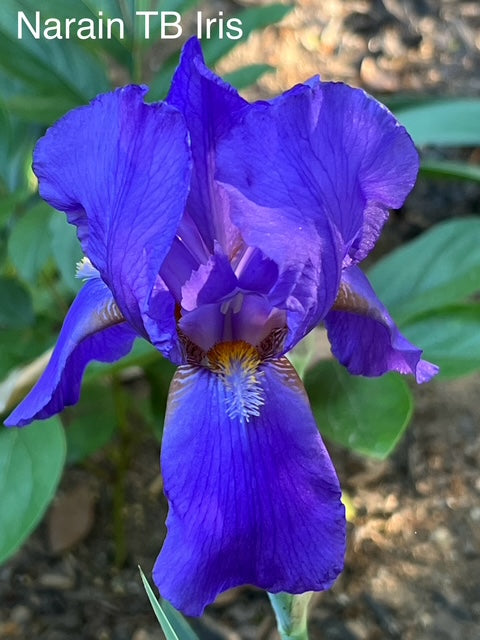 Narain TB Historical Iris (Shuber 1936)