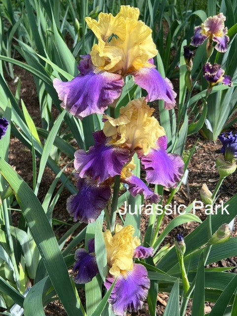 Jurassic Park TB Iris (Lauer 1995)