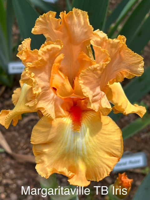 Margaritaville TB Iris (Jedlicka 2008)
