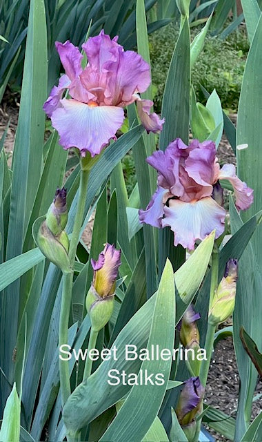 Sweet Ballerina TB Iris (Ernst 1996)