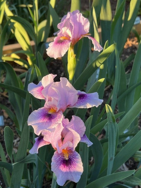 Eye On America AB Iris (Black 2018)