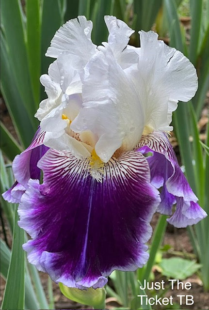 Just The Ticket TB Iris ( Schreiner 2018)