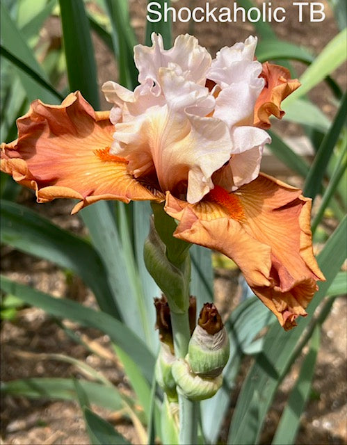 Shockaholic TB Iris (Johnson 2020)