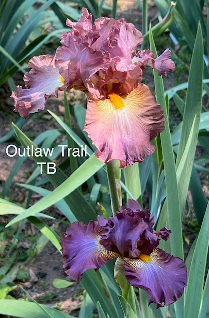 Outlaw Trail TB Iris (Schreiner 2003)