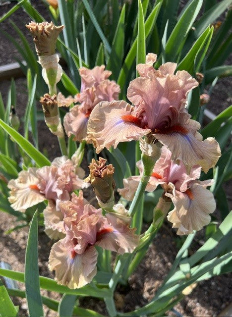 Jealous Guy TB Iris (Blyth 2009)